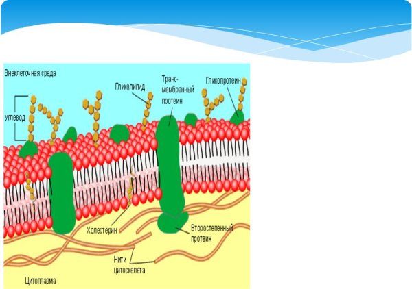 Строение мембраны клетки гликокаликс