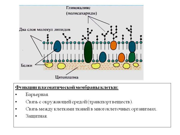 Надмембранный комплекс гликокаликс