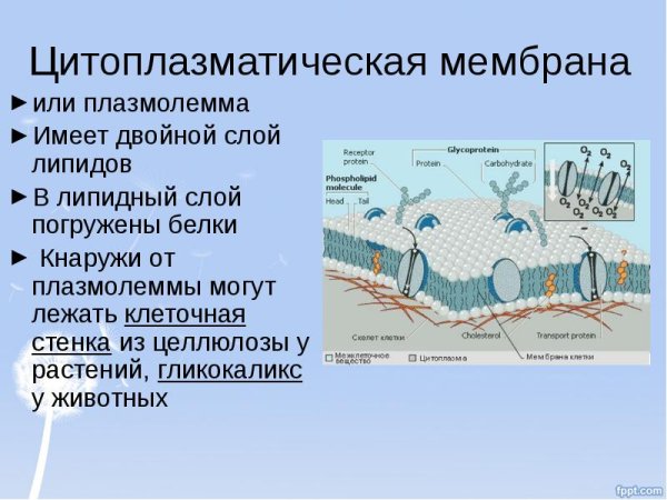 Клеточная мембрана гликокаликс