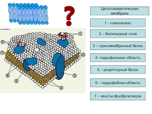 Плазматическая мембрана животной клетки строение и функции