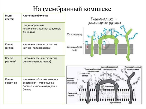 Схема строения животной клетки