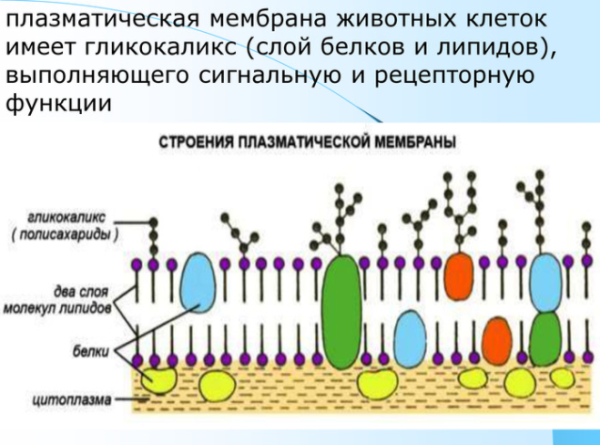 Липиды цитоплазматической мембраны