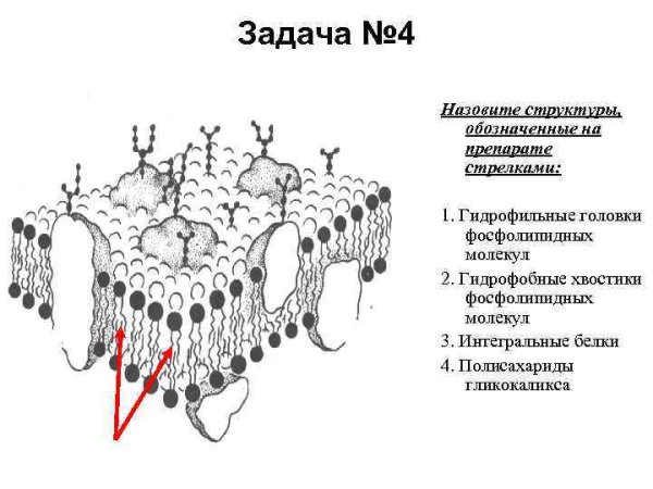 Биологической мембраны гликокаликс
