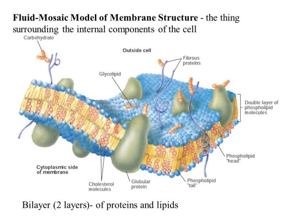 Надмембранный комплекс гликокаликс