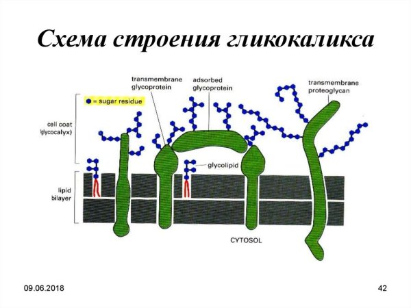 Гликокаликс и билипидный слой