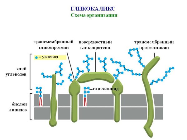 Клеточная мембрана гликокаликс