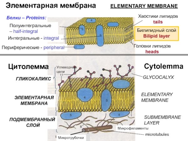 Плазматическая мембрана гликокаликс