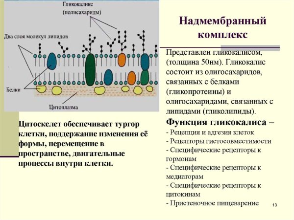 Надмембранный комплекс гликокаликс строение и функции