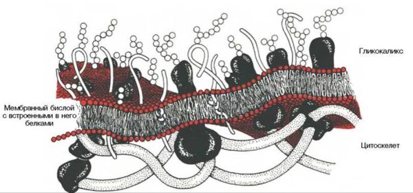 Плазматическая мембрана строение органоида