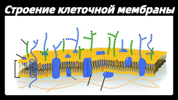 Строение плазмолеммы клетки