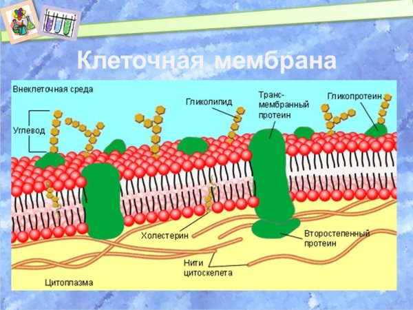 Клеточная мембрана гликокаликс
