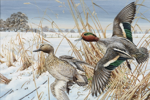 Пернатая дичь