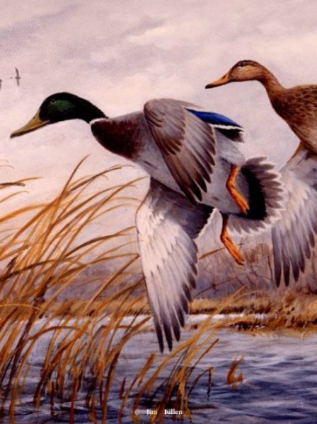 Нарисовать стаю уток