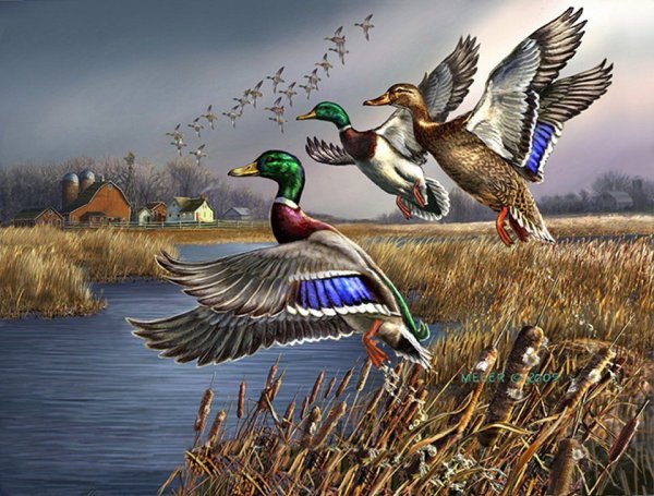 Картинас диками утками