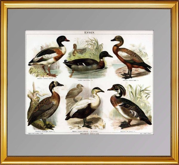 Название дичи