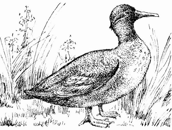 Энциклопедия чирок - свистунок