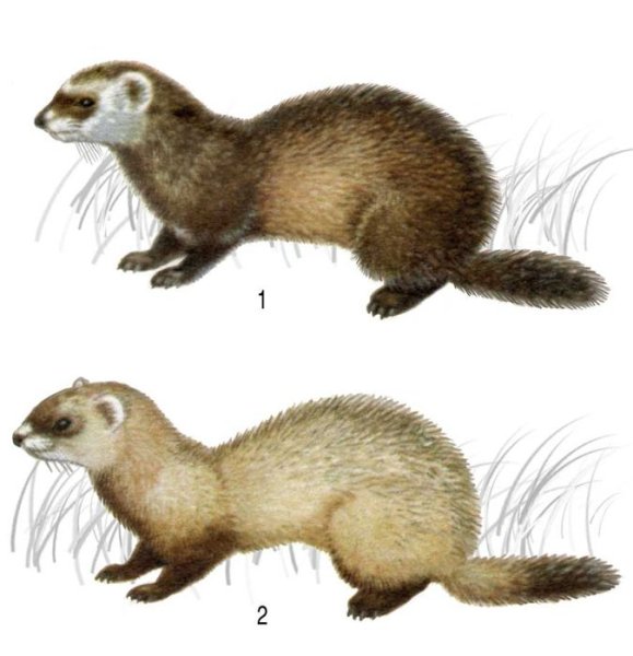 Степной хорёк зимой