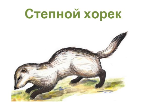 Степной хорёк