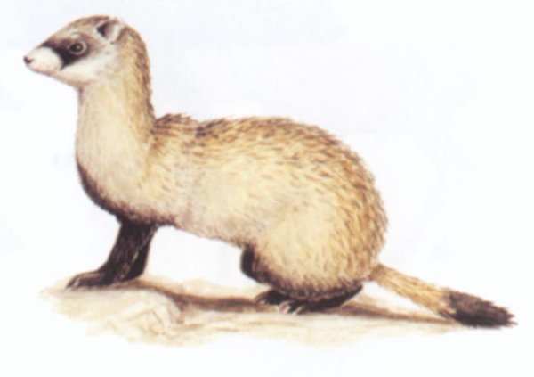 Амурский Степной хорь