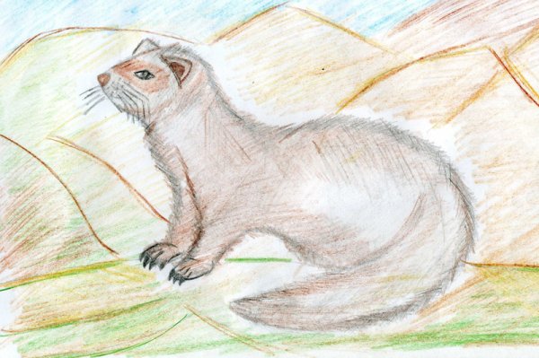 Степной хорь рисунок
