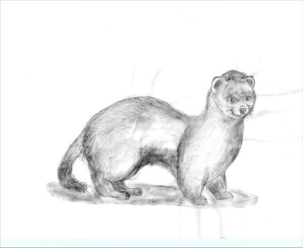 Амурский Степной хорь