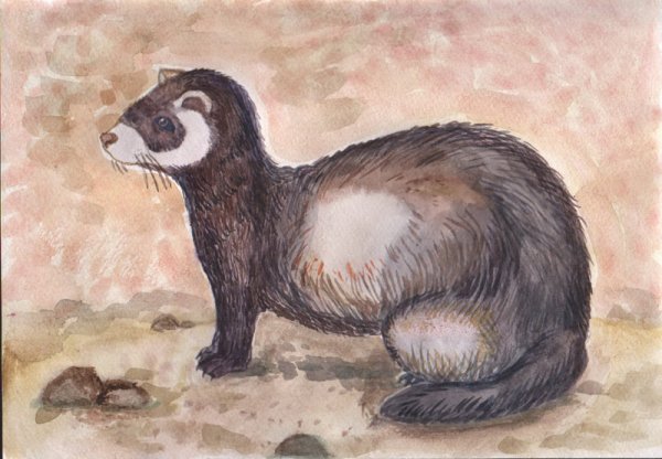 Амурский Степной хорь