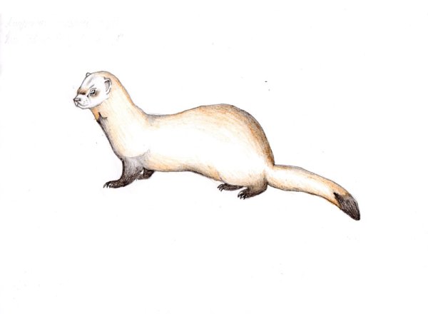 Амурский Степной хорь