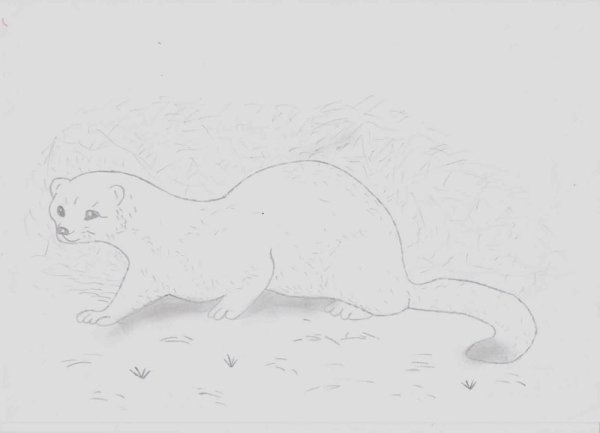 Горностай рисунок карандашом