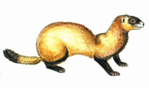 Рисунок степного хорька для детей