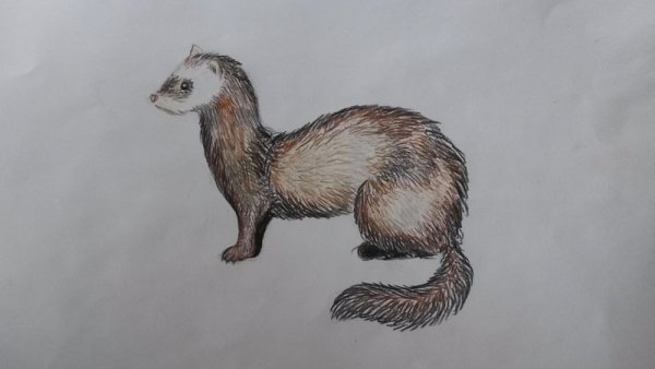 Амурский Степной хорь Mustela eversmanni amurensis