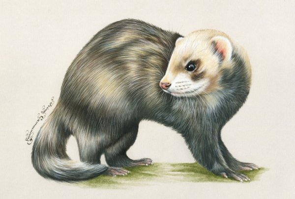 Рисунки хорьков