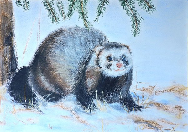 Хорек нарисованный маслом