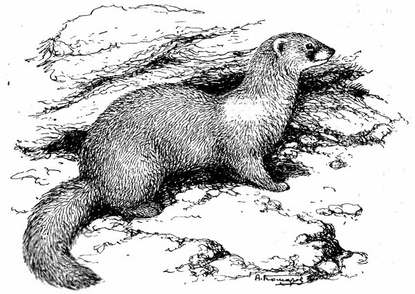 Картинки хорька