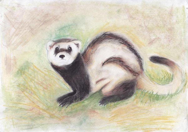 Амурский Степной хорь