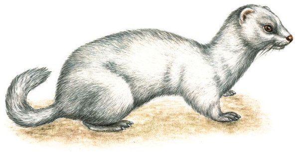 Хорек зарисовки