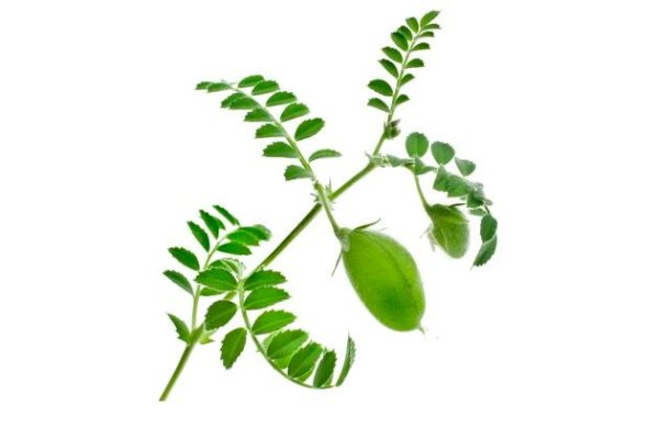 Листья нута