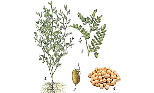 Нут бараний семейство Мотыльковые