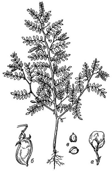 Нут бараний цветок