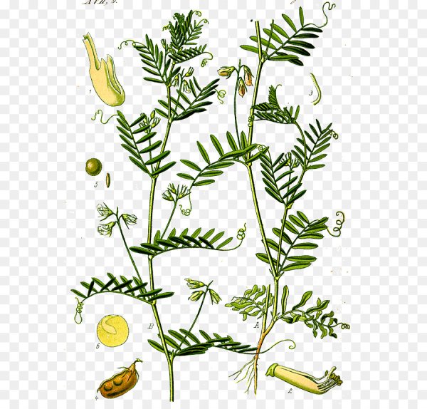 Стебель чечевицы