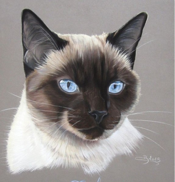 Сиамская кошка эскиз