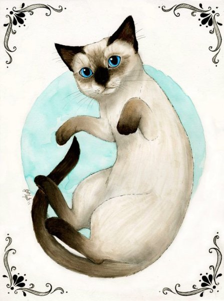 Сиамская кошка арт