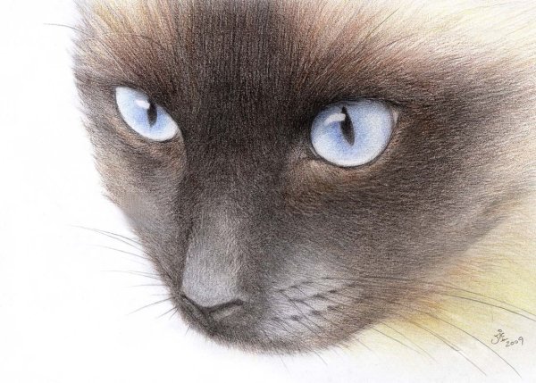 Сиамская кошка рисунок