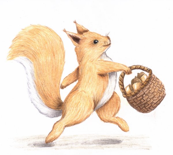 Белка нарисовать