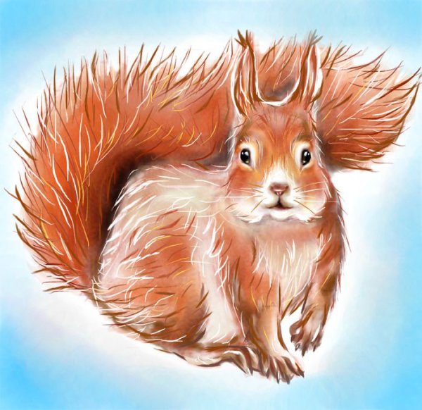 Белка рисунок
