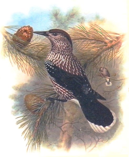 Кедровка птица рисунок