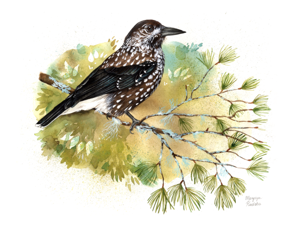 Кедровка птица