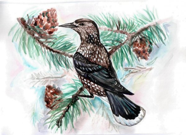 Кедровка рисунок