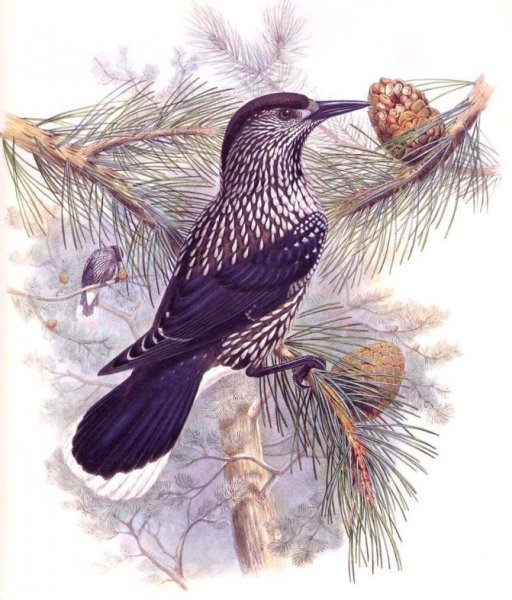 Зимующие птицы Кедровка