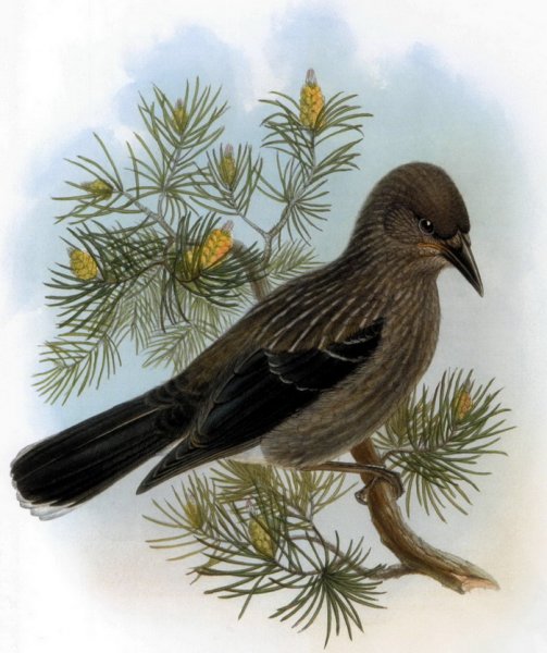 Кедровка рисунок