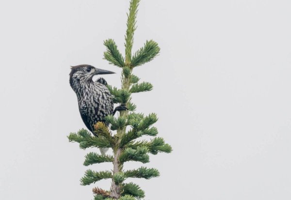 Кедровка на белом фоне